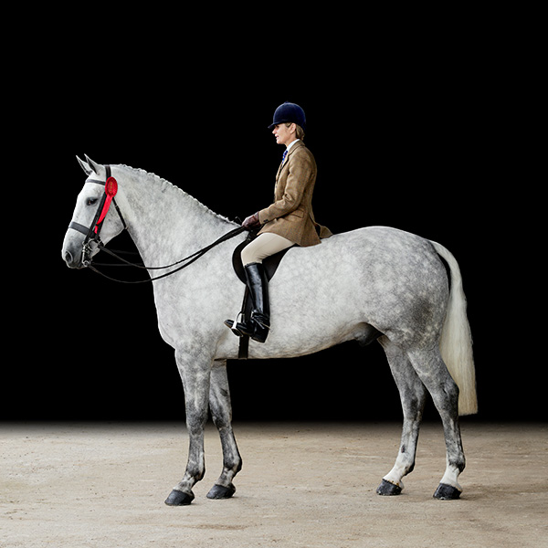 Equestrian Portrait